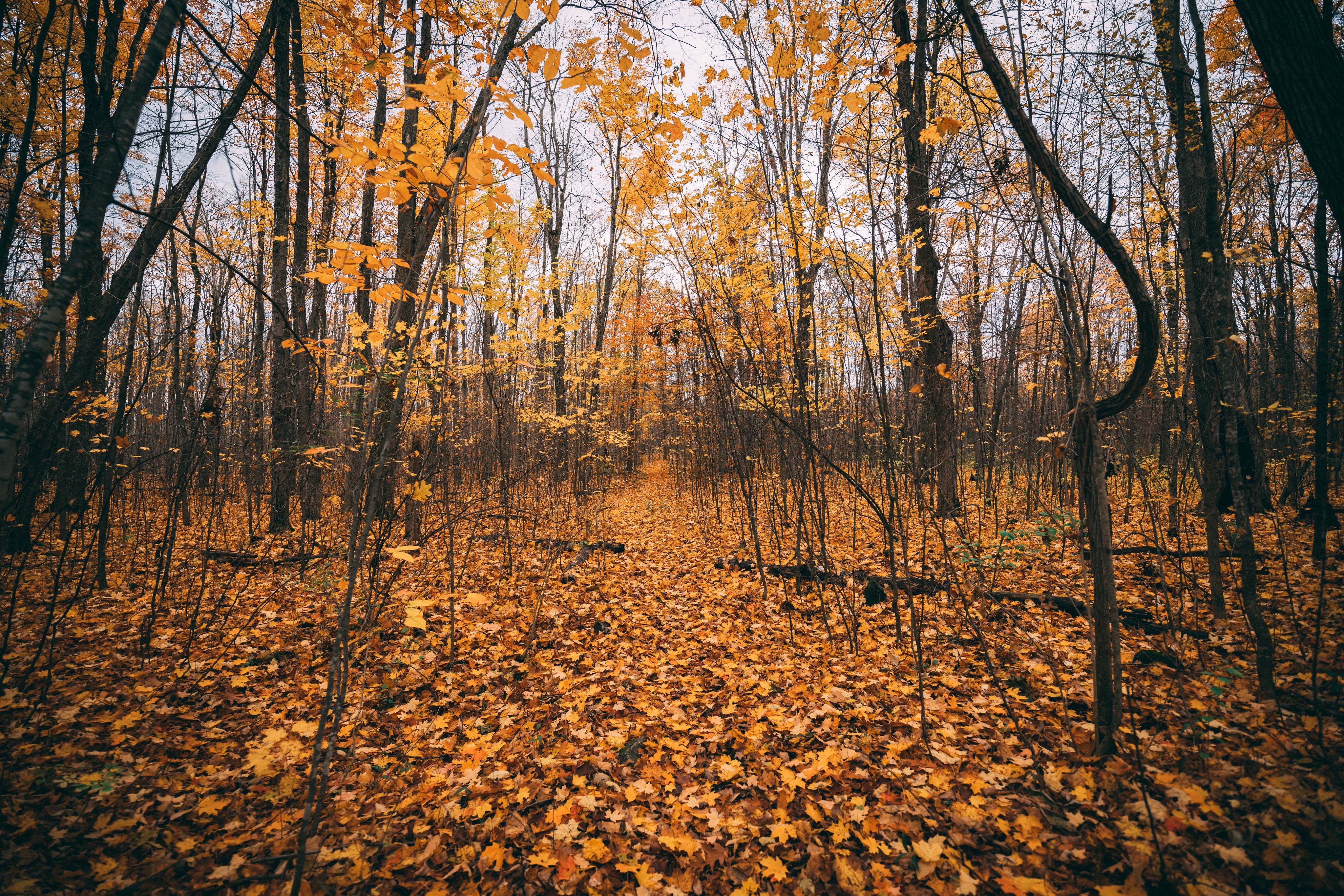 fall leaves
